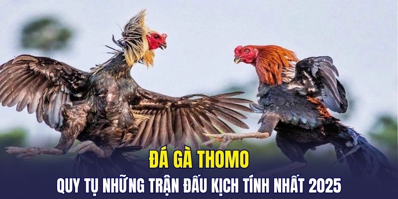 Đá gà Thomo