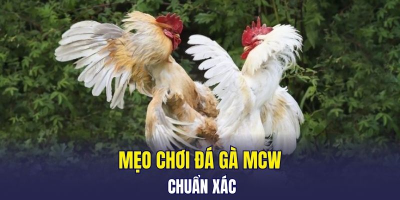 Mẹo chơi đá gà MCW chuẩn xác